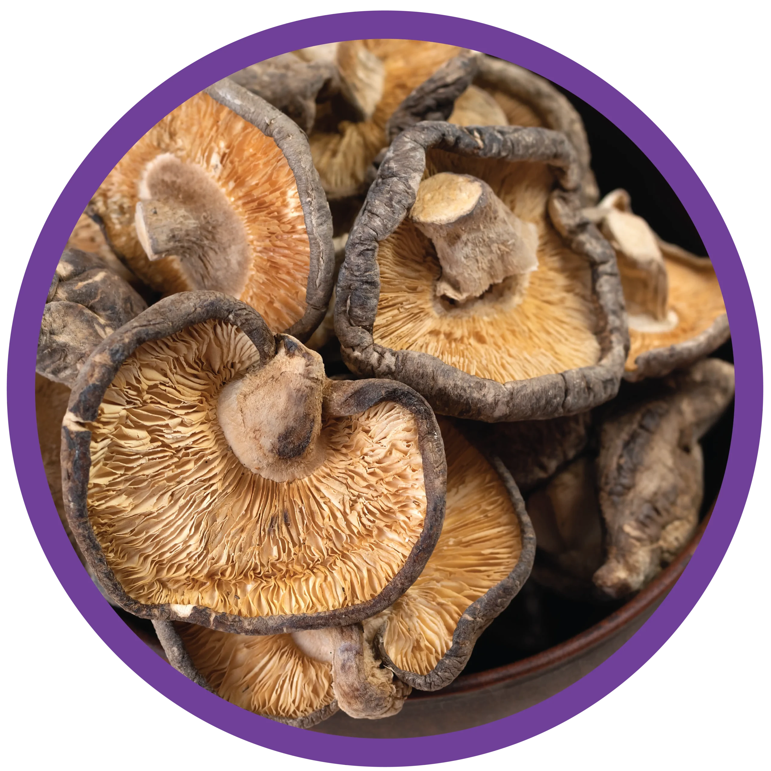 Ganoderma