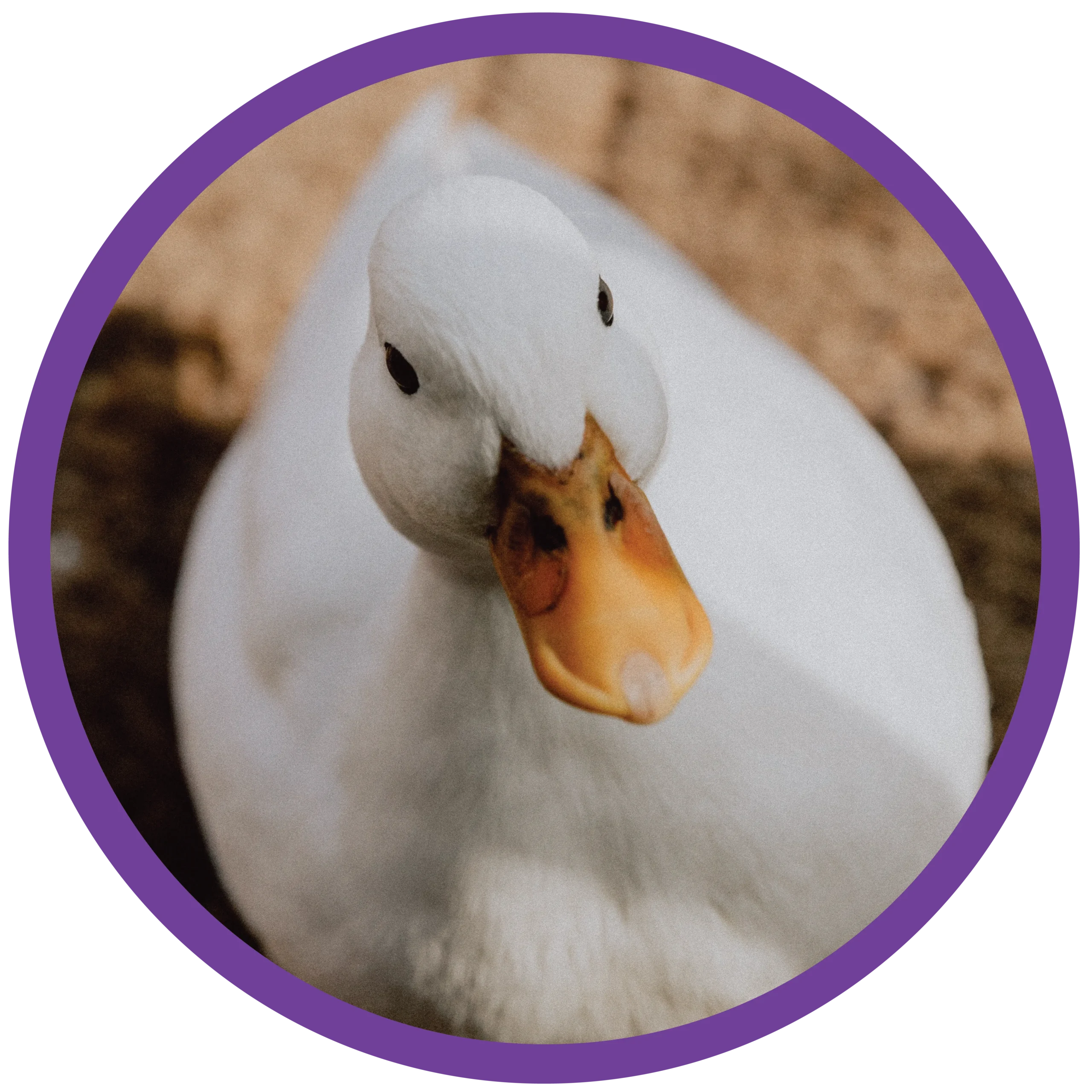 Embrión de pato